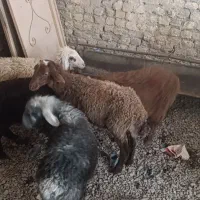 5تا بره نر و ماده قلم دار درجه یک ضمانتی|حیوانات مزرعه|مشهد, سیسآباد|دیوار