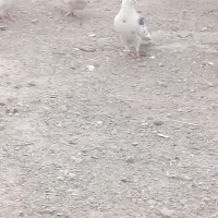 کفتر در هم دورگ تهرانی قاطیه|پرنده|خاوران, |دیوار