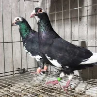 نروماده|پرنده|دزفول, |دیوار