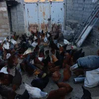 خروس و مرغ جوان زنده و پاک شده  توضیحات خوانده شود|حیوانات مزرعه|تهران, امام زاده عبدالله|دیوار