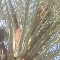 لگاح نخل بس نشو ازقار