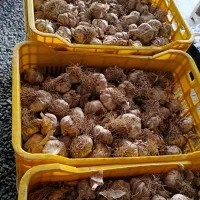 سیر درج یک بهنمیر