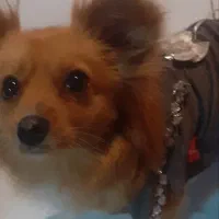 سگ گمشده در نوشهر|حیوانات|نوشهر, |دیوار