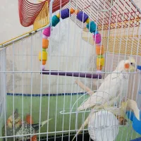 عروس هلندی