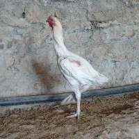 خروس لاری|حیوانات مزرعه|شیروان (خراسان), |دیوار