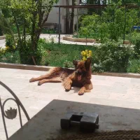سگ ژرمن مو بلند ماده