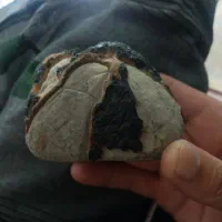 خروس محلی|کلکسیون و سرگرمی|چوار, |دیوار