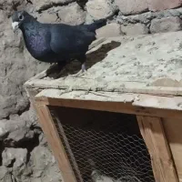 دو عدد کفتر