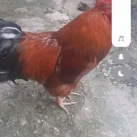 خروس جوان ومحلی