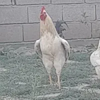 خروس محلی ارگانیک