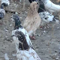 کله ای|پرنده|بندر ماهشهر, |دیوار