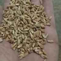 گندم بذری کلاته