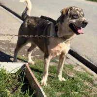 وا گذاری سگ ماده پژدر