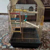 قفس عروس هنلدی