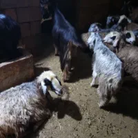 یه‌راس‌بز