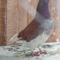کبوتر
