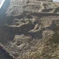 فروش شلتوک درجه یک|خوردنی و آشامیدنی|اهواز, دغاغله|دیوار