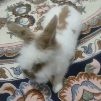 خرگوش|موش و خرگوش|بیجار, |دیوار