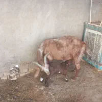 بز با بی|حیوانات مزرعه|اهواز, امانیه|دیوار