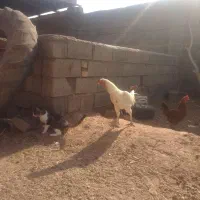 خروس لاری|حیوانات مزرعه|خواف, |دیوار