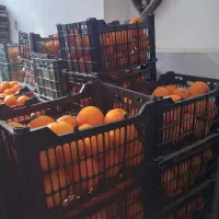 پرتغال تامسون کردکوی