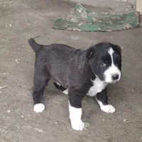 توله الابای ترکمن