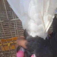 مصیرغیزانیه