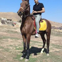 اسب نریون سه ساله ترکمن