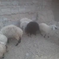 بره وبزغاله وگوسفند وبز|حیوانات مزرعه|زاهدان, |دیوار