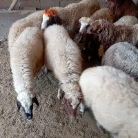 ۱۲گوسفند