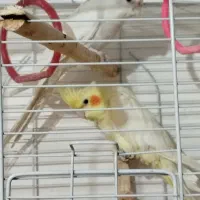 فروش عروس هلندی نر و ماده