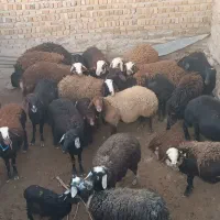 میش|حیوانات مزرعه|بیرانوند, |دیوار