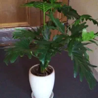 گل برگ انجیری