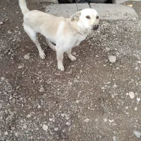 سگ پا کوتاه