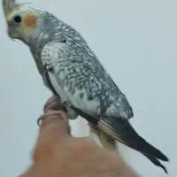 عروس هلندی ۶ ماهه