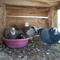 جوجه ابلق گمشده