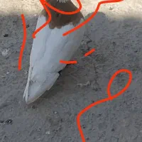 ماده طوقی پرتقالی