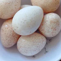 تخم بو قلمو