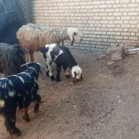 بز و میش|حیوانات مزرعه|گتوند, |دیوار