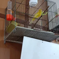 قناری سوپر|پرنده|اقبالیه, |دیوار