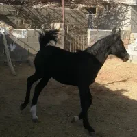 کره نریون دره شوری|اسب و تجهیزات اسب‌سواری|مهریز, |دیوار