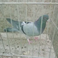 کبوتر نر دمگیر|پرنده|خمینی‌شهر, |دیوار