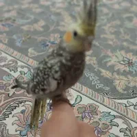 عروس هلندی|پرنده|جیرفت, |دیوار