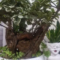 بونسای ابلغ خارجی|گل و گیاه طبیعی|اهواز, کمپلو جنوبی|دیوار