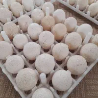 تخم بوقلمون برنز انگلیس|حیوانات مزرعه|صباشهر, |دیوار