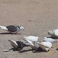 فروش‌کبوتر|پرنده|فین, |دیوار