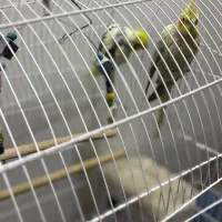 عروس هلندی طوطی کتوله|پرنده|زرند, |دیوار