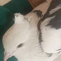 کفتر پرشی پشت دار سیاه ماده|پرنده|تهران, شهرک غزالی|دیوار