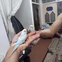 مرغ عشق و طوطی کوتوله برزیلی دستی،مولد وتخم کبوتر|پرنده|قم, سربخش|دیوار
