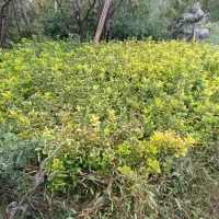 شمشاد طلایی   و ابلق|خدمات باغبانی و درختکاری|کلاچای, |دیوار